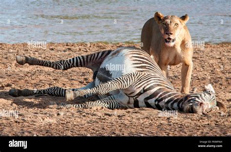 Lioness Panthera Leo With Grevys Zebra Kill Equus Grevyi By Ewaso
