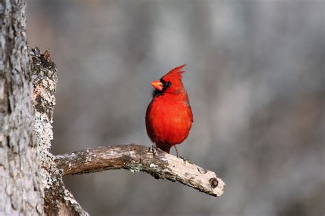 Male Cardinal On A Gray Day Free Stock Photo Public Domain Pictures
