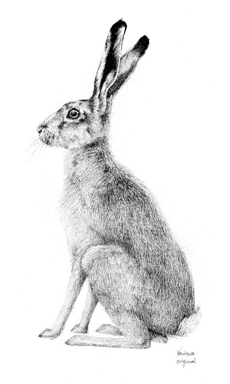 Colored Pencil Beautiful Original Hare Drawing Wildlife Drawing