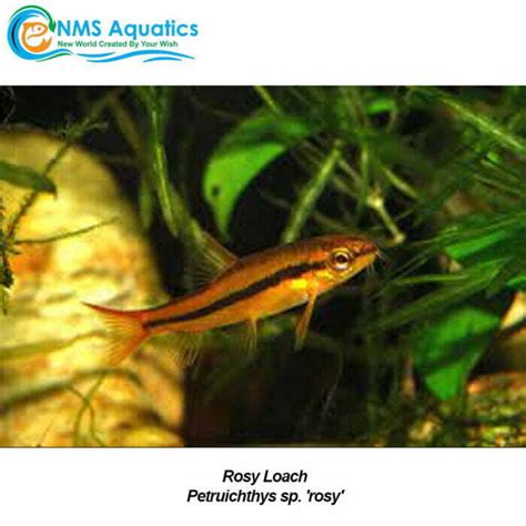 Buy Rosy Loach In Store Or Online At Nms Aquarium Store