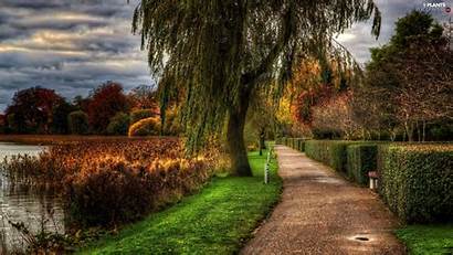 Willow Viewes Trees Lake Plants Wallpapers Annaspyrka