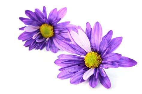 48979 Purple Daisy Flowers Stock Photos Free And Royalty Free Stock