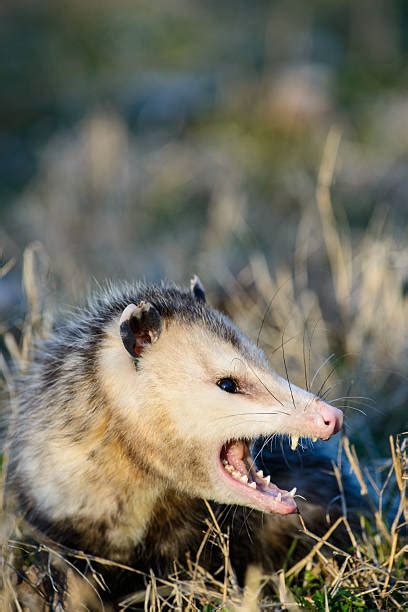 Possum Mad Stock Photos Pictures And Royalty Free Images Istock