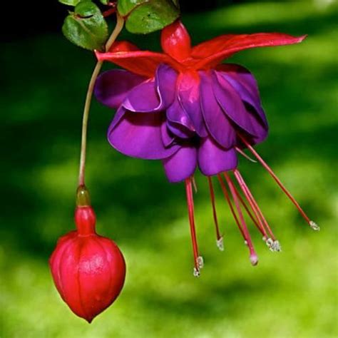 They will accept a nectar reserve of. Plants and Flowers: Purple And Red Color Of The Flower And ...