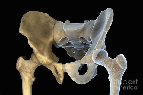 Hip Bones Male Photograph By Science Picture Co Fine Art America