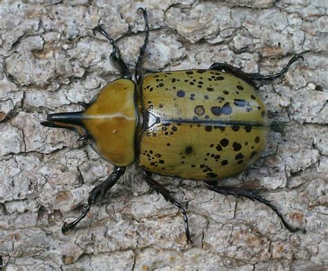 Apart from the reversible migrations of pigment granules in the iris cells, physiological or rapidly reversible colour changes are very rare in insects. Eastern Hercules Beetle - Dynastes tityus - male | Hercules beetle, Beetle, Stag beetle