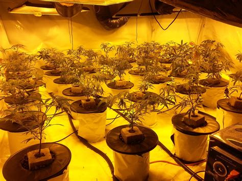 Hydroponic System For Weed 101 Everything You Need To Know Learn