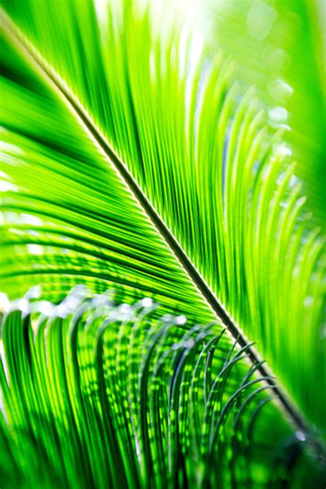 46 Palm Leaf Wallpaper On Wallpapersafari