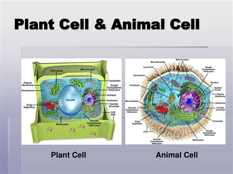 Animal Cell Plant Cell Ppt Ppt B Cell Organelles Powerpoint