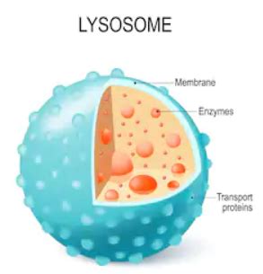 The role and function of the plasma membrane; In an animal cell, what are the functions of the lysosome ...