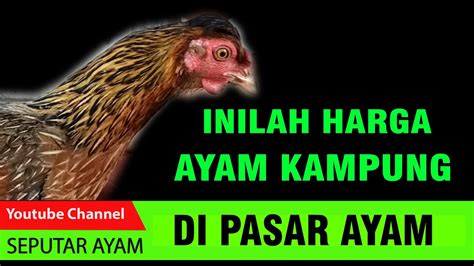 Ayam sendiri terdapat berbagai macam ras ada. CEK HARGA AYAM KAMPUNG DI PASAR AYAM - YouTube
