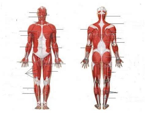 32 Muscular System Quiz Label - Labels Database 2020