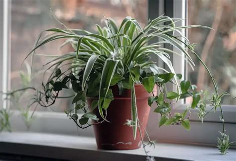 Green Thumb Guide Top Indoor Hanging Plants Quiet Minimal