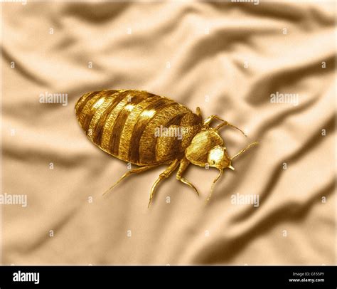 Bed Bugs Color Hi Res Stock Photography And Images Alamy
