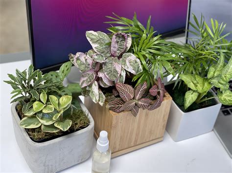 12 Desk Plants That Dont Need Sunlight The Sage