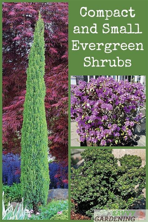 Small Evergreen Shrubs For Year Round Interest In Yards