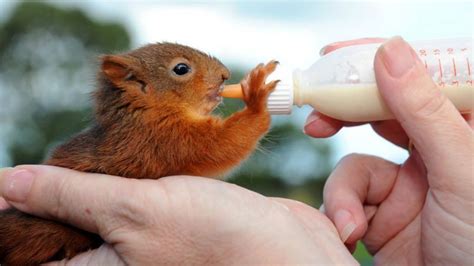 Baby Squirrels Rescued From Hurricane Katia Bbc Newsround
