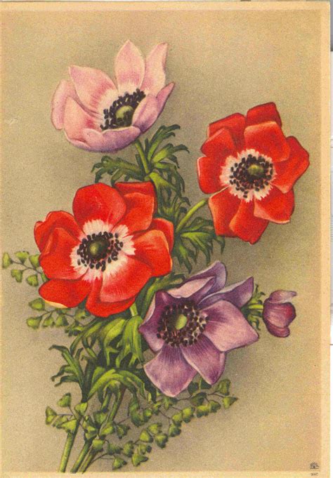 Cartes Anciennes Fleurs Page 9