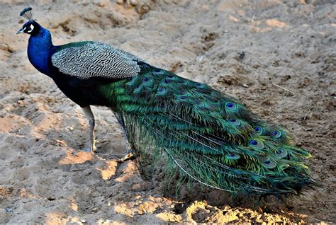Peacock Peafowl Free Photo Download Freeimages