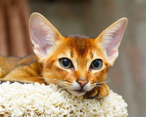 Cats Types Of Cats Fun Facts And More Readers Digest