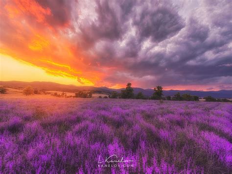 Lavender Field At Sunset Landscape Print Nature Landscape By Luke Kanelov
