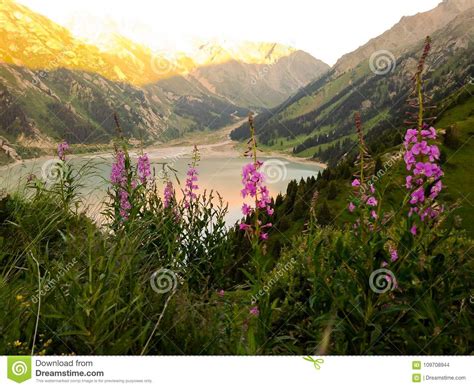 Lake In The Mountains With Flowers Stock Photo Image Of Lake Scenery