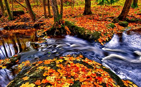 Autumn Stream Fall Woods Autumn Leaves Bonito Leaves Splendor