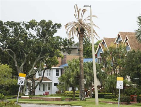 Thousands Of Palm Trees Are Dying From A New Disease Tampa Is ‘ground