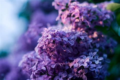 Discover More Than 65 Lilacs Wallpaper Latest Incdgdbentre