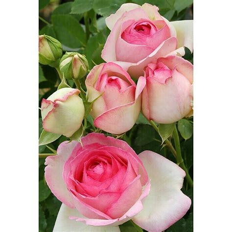 Kletterrose Rosa Mini Eden Rose Rosa Topfvolumen 6 L Bauhaus
