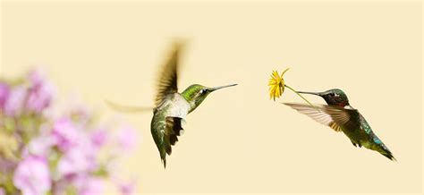 Hummingbird Love Photograph By Kelly Nelson Fine Art America