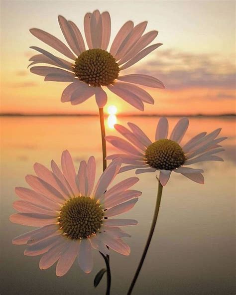 Sunset Daisies 😍 Did You Know Daisies Represent Purity And Innocence 🌼
