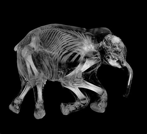 Baby Elephant X Ray Mammoth X Ray Ct Scan