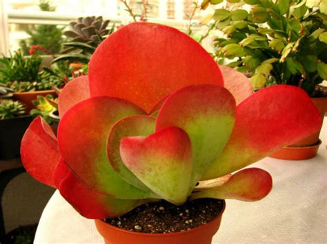 Top 10 Colorful Succulents World Of Succulents