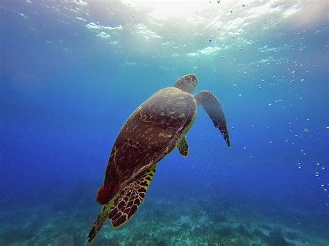 Beautiful Marine Life Turtle In Cancun Mexico North America Photograph