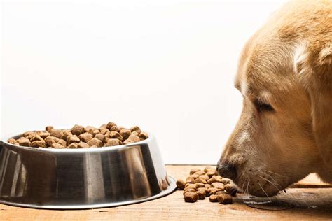 The Best Dog Food For Diabetic Dogs For 2023