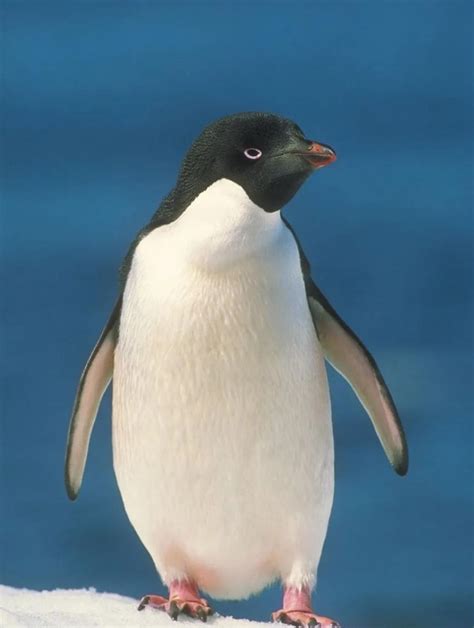 Fully Nude Penguin Penguin R BatmanArkham