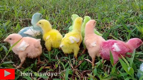 Ayam Warna Warni Lucu Ayam Rainbow Youtube