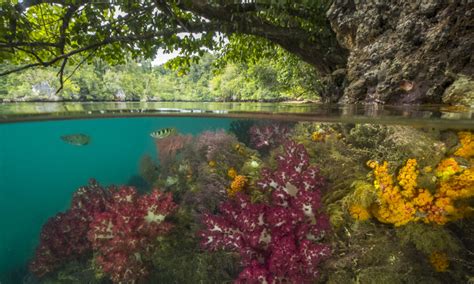 Where Reef Meets Rainforest The Photo Society