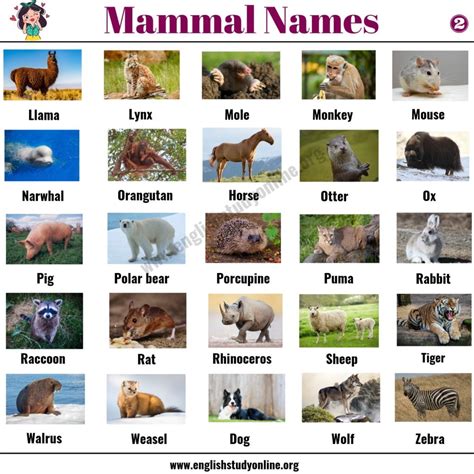 List Of Mammals 50 Popular Mammal Names With Examples And Esl