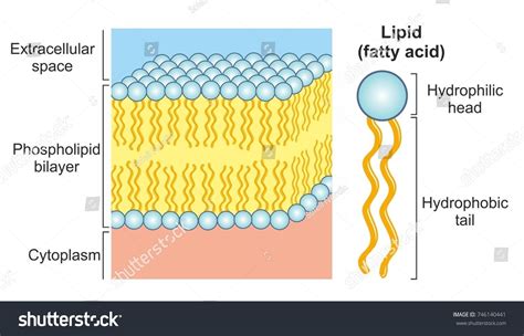 Phospholipid Bilayer Diagram