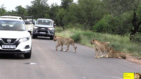 amazing lion sighting spoiled in kruger park youtube