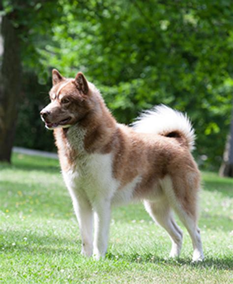 Greenland Dog Breeds A To Z The Kennel Club