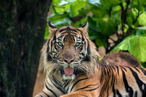 Close Up Photo Of A Sumatran Tiger Stock Image Image Of Wild Camera