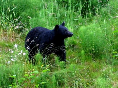 Free Download Animal Bear Black Bear Cub Animals Bears Hd Desktop