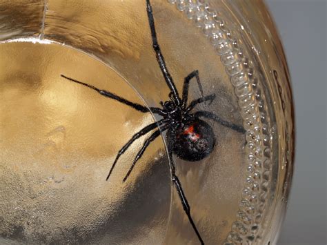 Black Widow And Brown Recluse Spider Bites Medical Preparedness