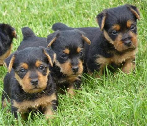 They do not bark frequently. Terrier Dog Puppies Pictures