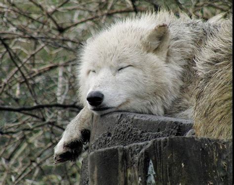 White Wolf 17 Photos Of Sleeping Wolves Will Make You Envious To
