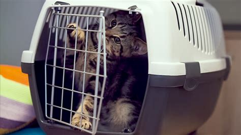 Feline Friendly Tips How To Get Your Cat Into A Cat Carrier