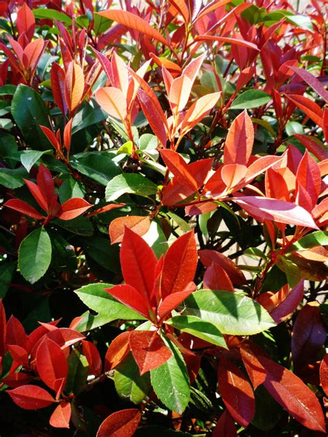 Is It A Good Idea To Use Red Tip Photinia Shrubs For Landscaping In